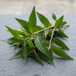 laksa leaf or mint (daun kesum atau daun mint), 1 handful for Laksa Lemak