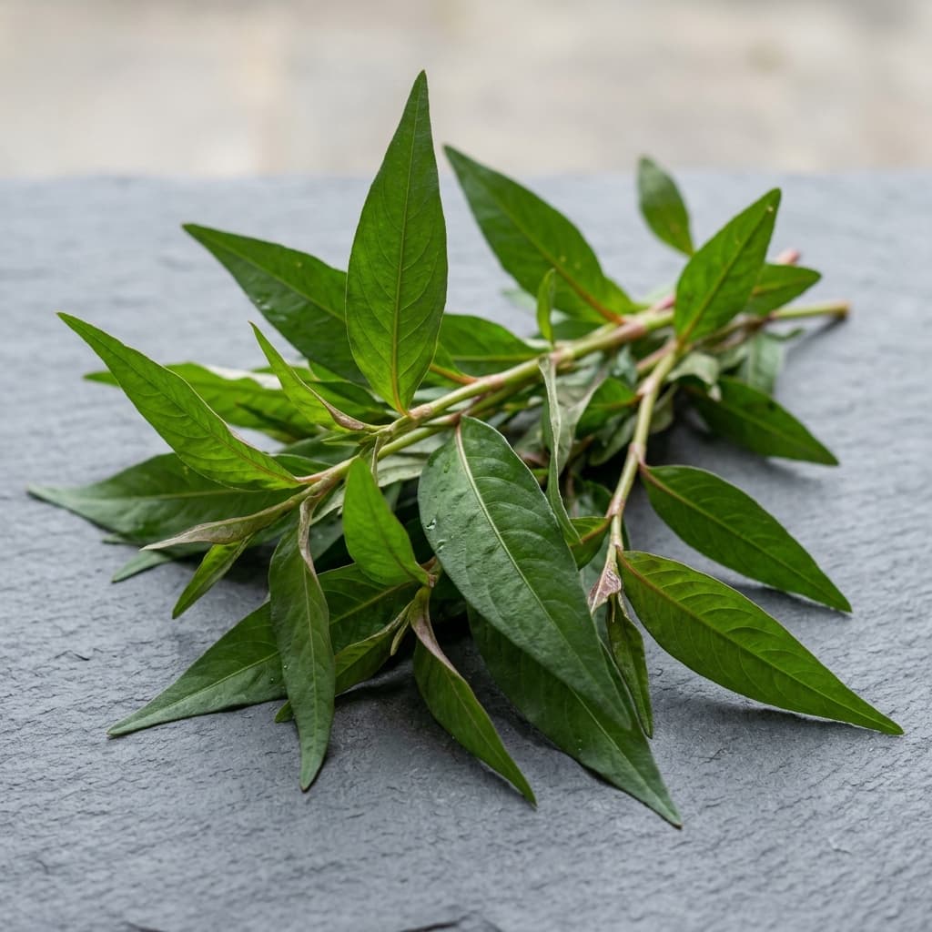 laksa leaf or mint (daun kesum atau daun mint) for Laksa Lemak