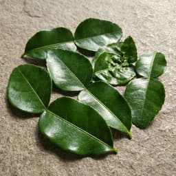 makrut lime leaf (daun jeruk), 8 leaves for Rendang