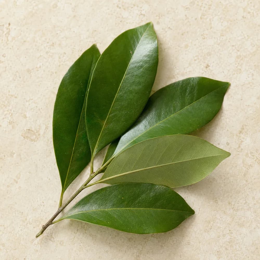 Indonesian bay leaf (daun salam) for Opor Ayam