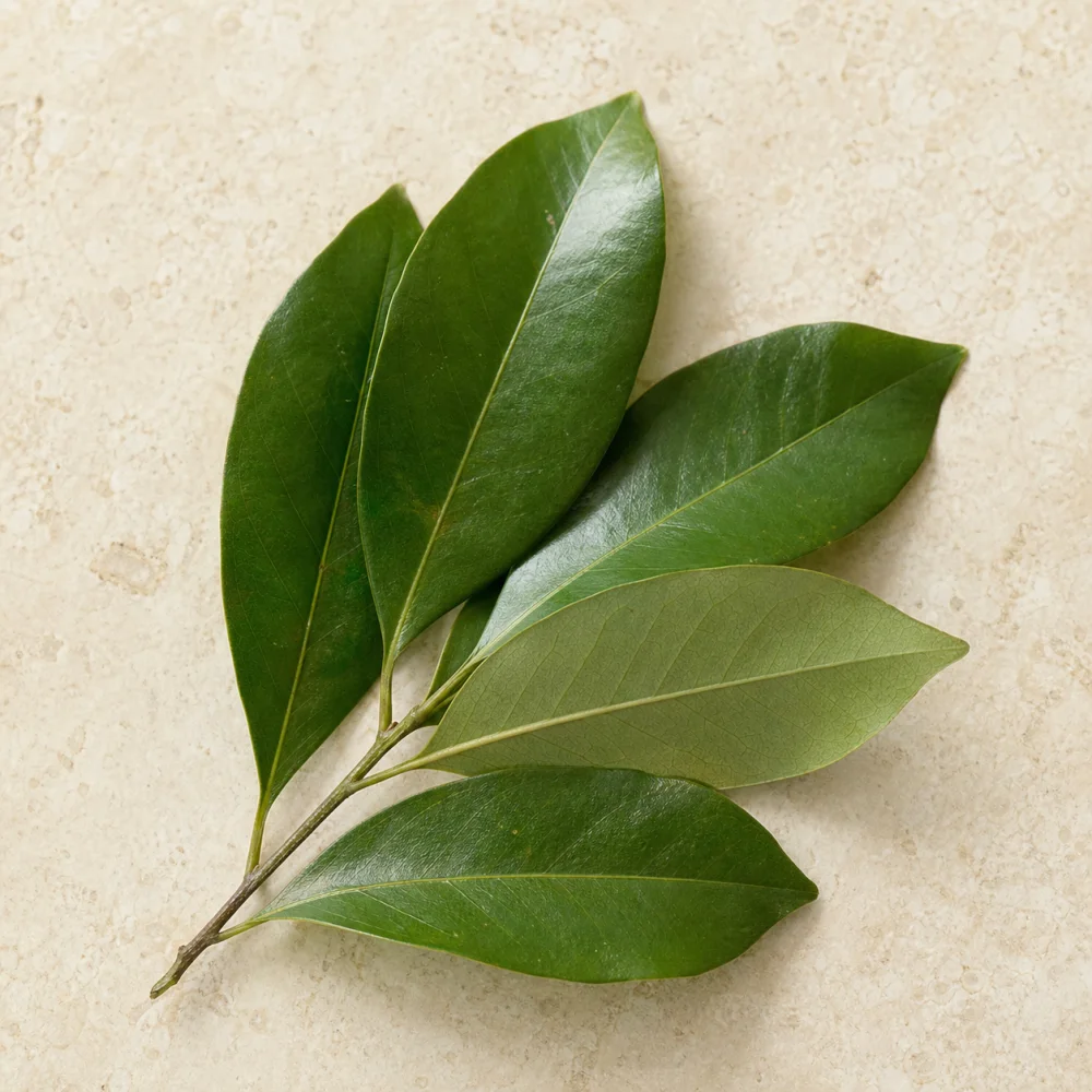 Indonesian bay leaf